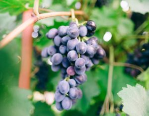 8 buoni motivi per integrare l'uva per una sana alimentazione