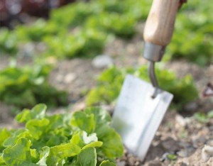 4 regole per coltivare con successo la lattuga