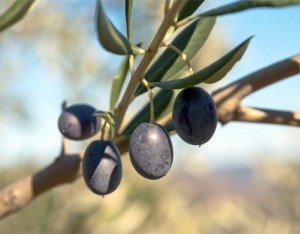 Le varietà di olivo