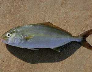 La ricciola: uno dei pesci azzurri più pregiati