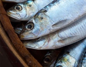 Le sardine: i pesci low cost