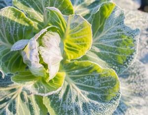 7 modi di preparare la verdura invernale