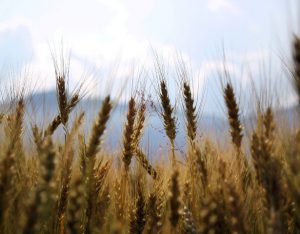 Cereali integrali: come eliminare l'acido fitico