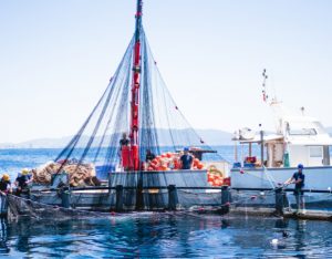 Gruppo Del Pesce: una passione che nasce dal mare